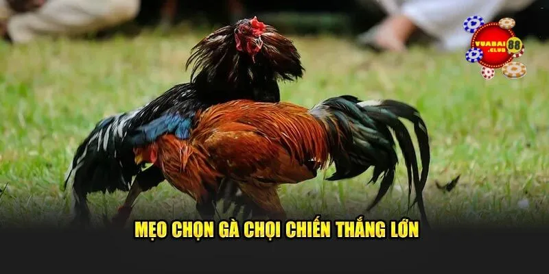 Mẹo Chọn Gà Chọi Vuabai88