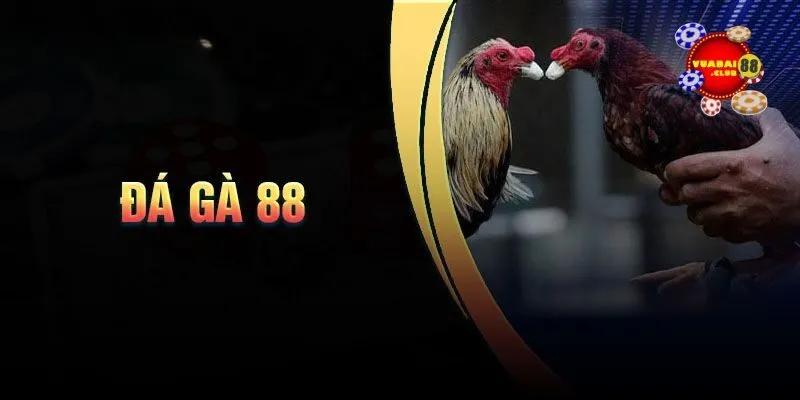 Giới thiệu về đá gà 88