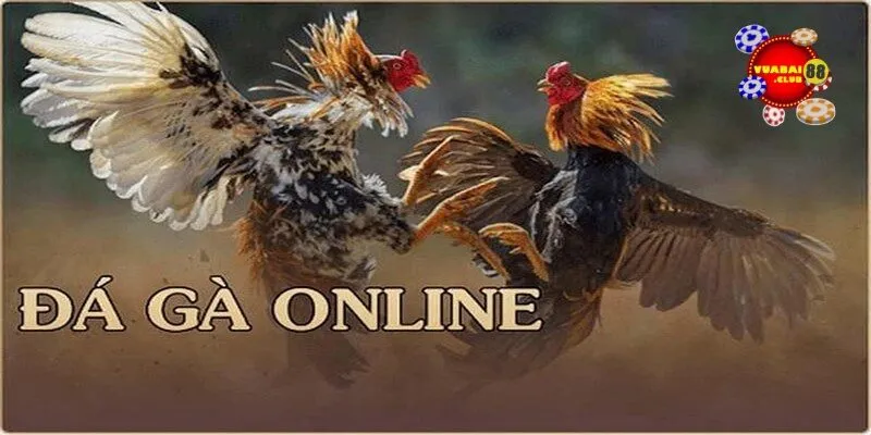 Trực tiếp đá gà C3 tại Vuabai88