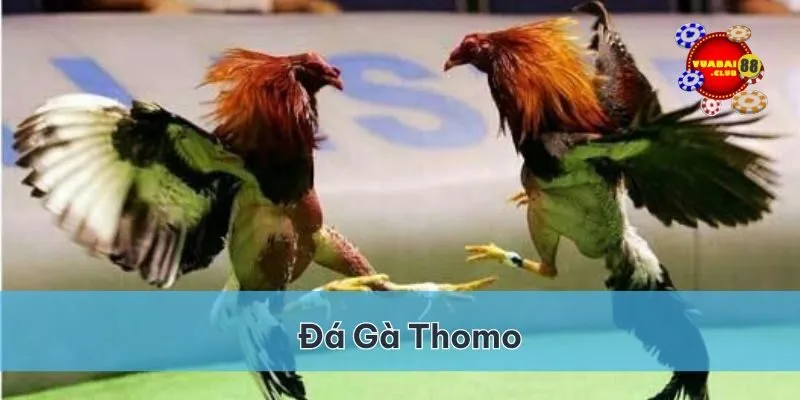 Đá gà Thomo vuabai88