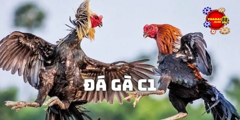 Đá gà c1 tại vuabai88