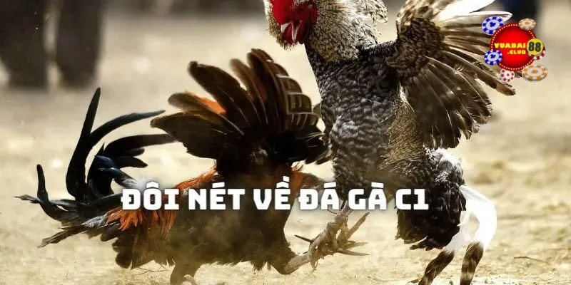 Đôi nét về giải đá gà C1