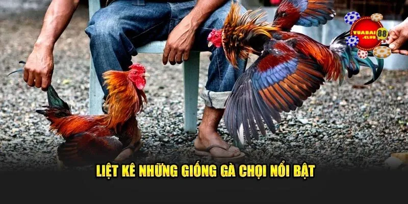Liệt kê những giống gà chọi nổi bật