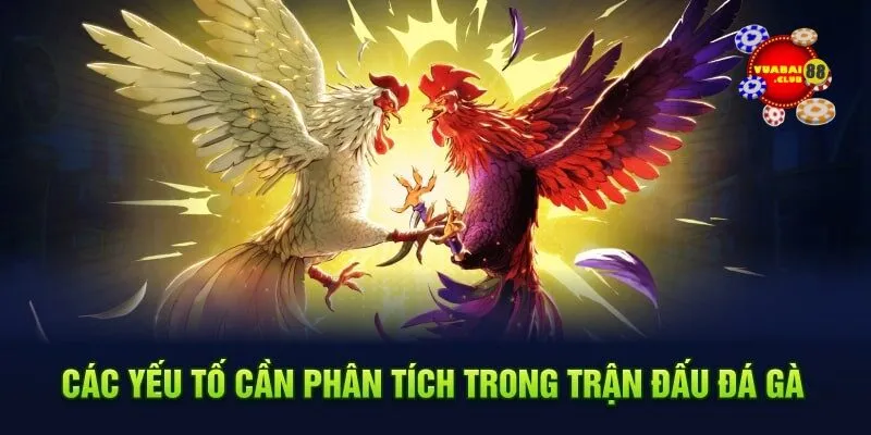 Các yếu tố cần phân tích trong trận đấu đá gà