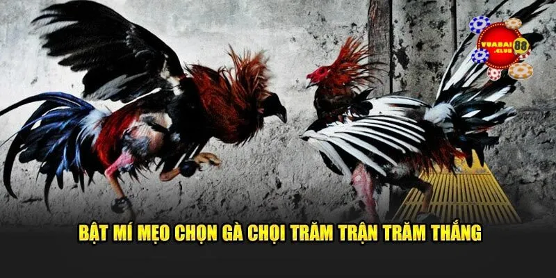 Bật mí mẹo chọn gà chọi trăm trận trăm thắng