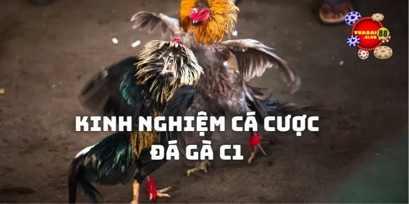 Bí kíp giúp kiếm tiền thưởng từ những trận chọi kê C1